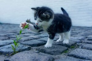 生ゴミの匂い対策は一人暮らしにどう役立つ？